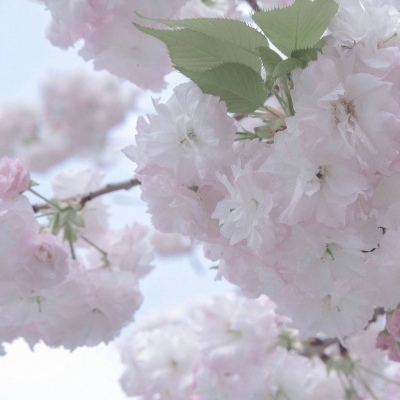 Furry插画元素灵感FurryQQ群